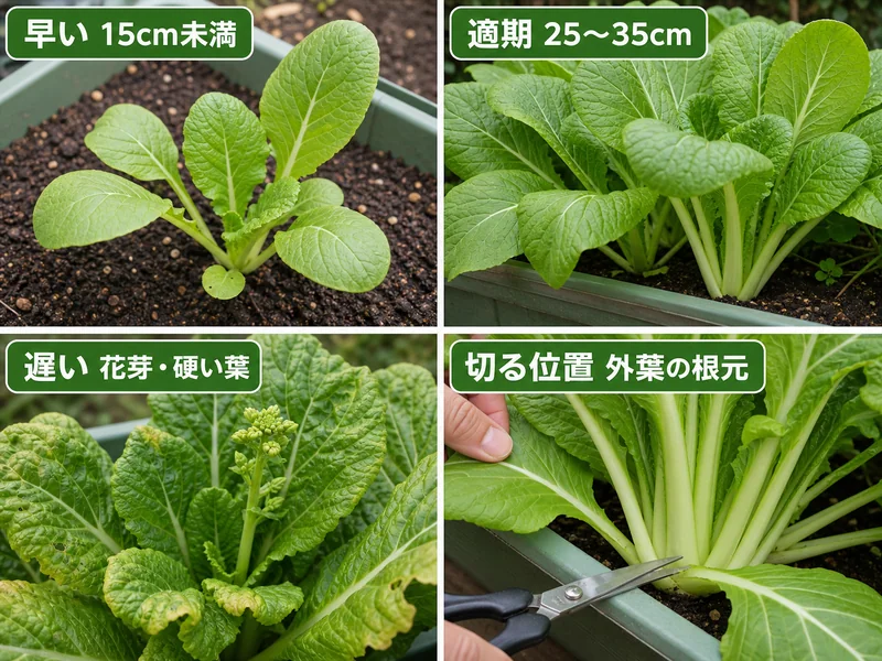 山東菜の早い、適期、遅い、切る位置を比較した収穫目安画像