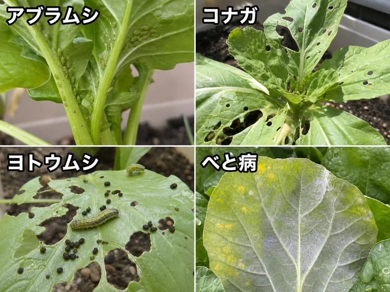 山東菜のアブラムシ、コナガ、ヨトウムシ、べと病をまとめた診断画像
