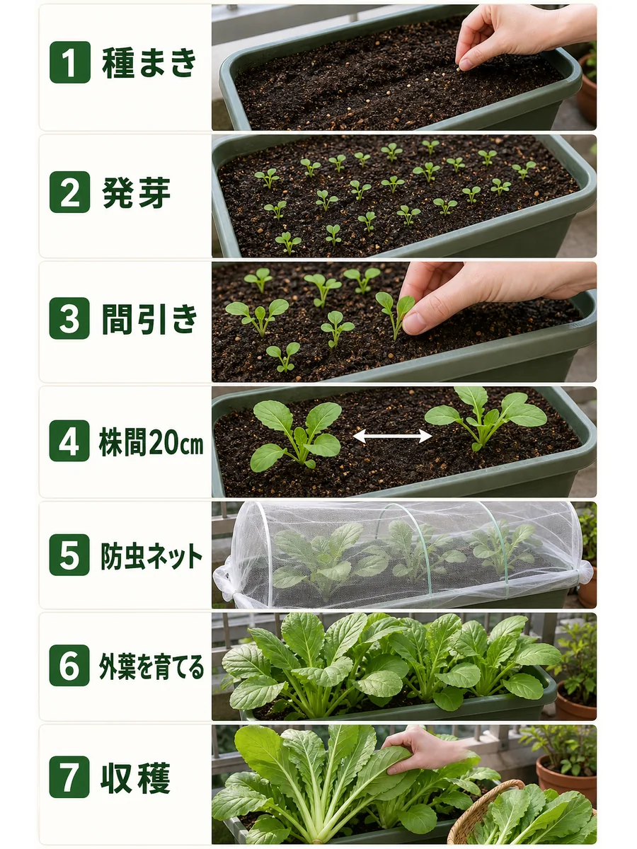 山東菜の種まき、発芽、間引き、株間20cm、防虫ネット、外葉を育てる、収穫をまとめた縦長画像