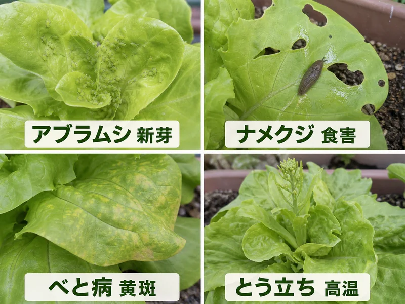 サラダ菜のアブラムシ、ナメクジ食害、べと病、とう立ちをまとめた診断画像