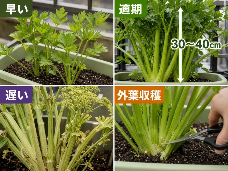 セロリの早い、適期、遅い、外葉収穫を比較した収穫目安画像