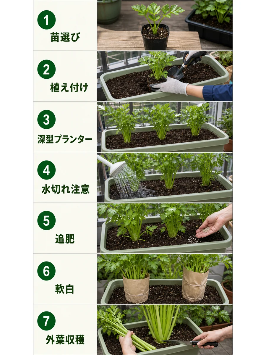 セロリの苗選び、植え付け、深型プランター、水切れ注意、追肥、軟白、外葉収穫をまとめた縦長画像