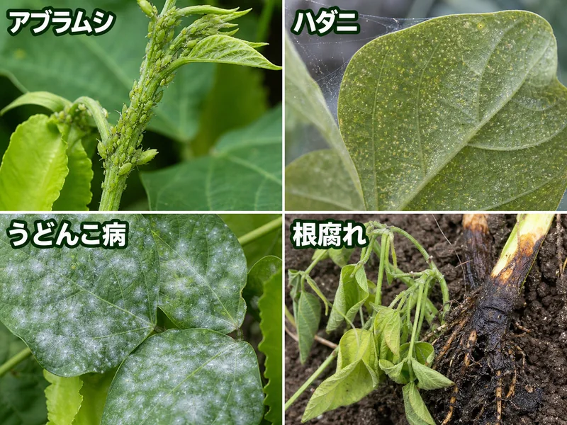 シカクマメのアブラムシ、ハダニ、うどんこ病、根腐れをまとめた診断画像