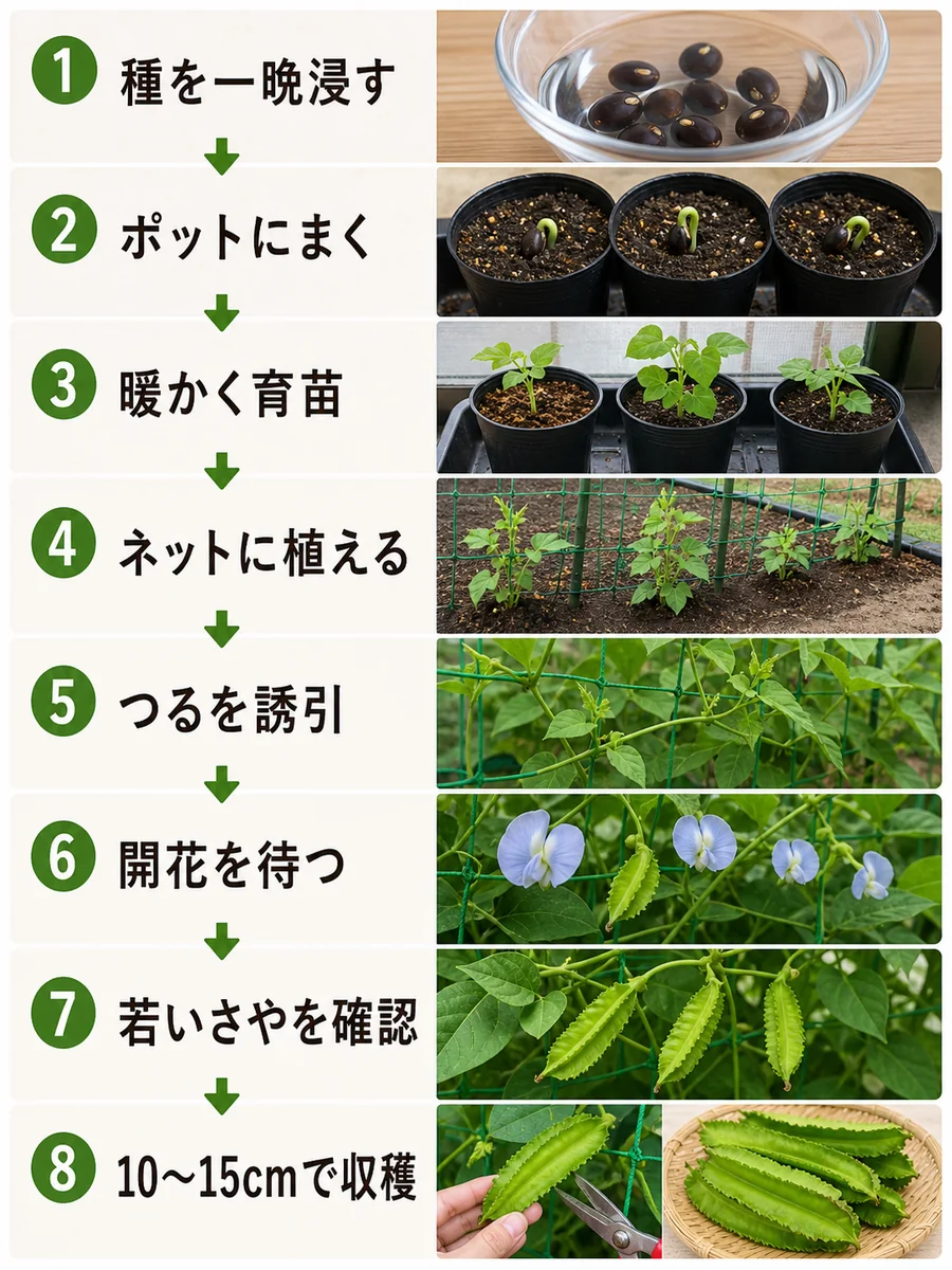 シカクマメの種の浸水、ポットまき、育苗、ネット植え、つる誘引、開花、若いさや確認、収穫までをまとめた縦長画像