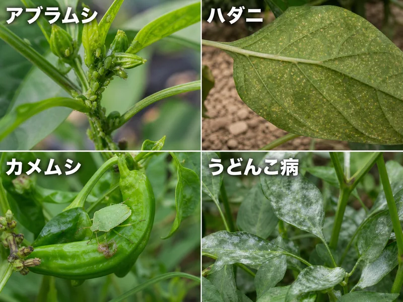 ししとうのアブラムシ、ハダニ、カメムシ、うどんこ病をまとめた診断画像