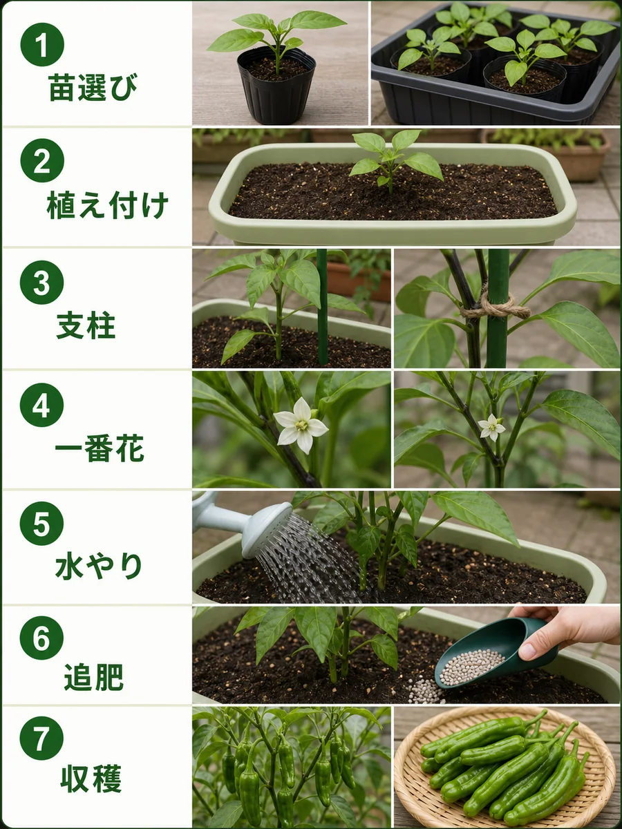 ししとうの苗選び、植え付け、支柱、一番花、水やり、追肥、収穫をまとめた縦長画像