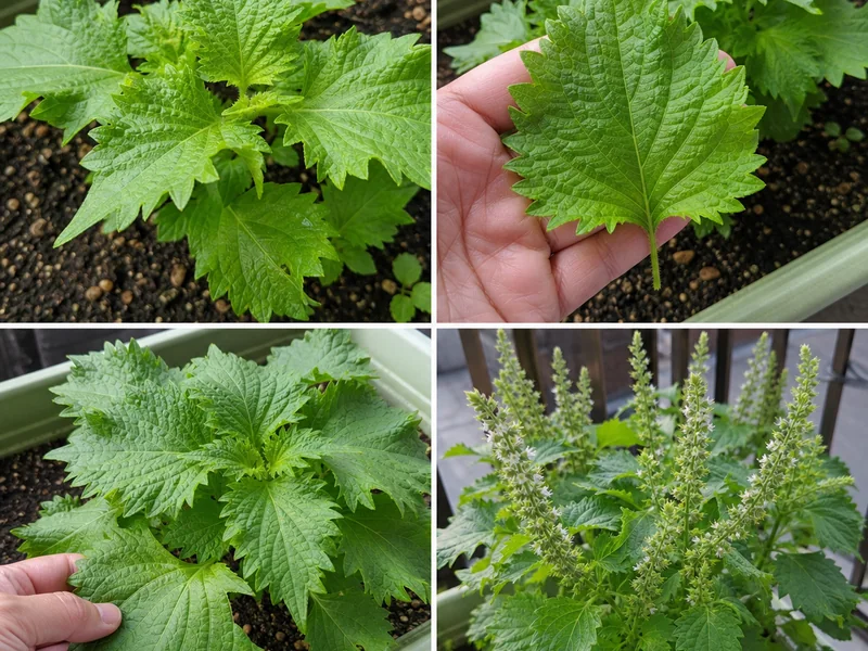 しその若葉、手のひら大の収穫適期、外葉収穫、花穂が出た株を比較した画像