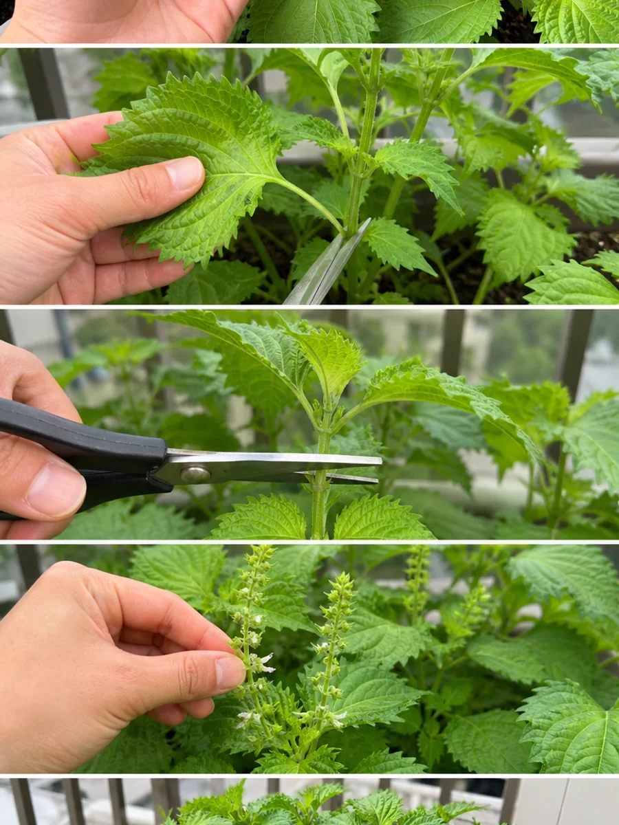 しその外葉を見る、摘み取る、節の上で切る、花穂を摘む、脇芽を伸ばす流れ