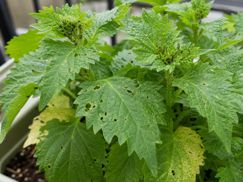 しその葉に虫食いとアブラムシ被害が出ている様子