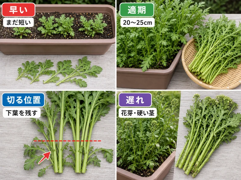 春菊の早い株、収穫適期、切る位置、花芽が出た遅れサインを比較した画像