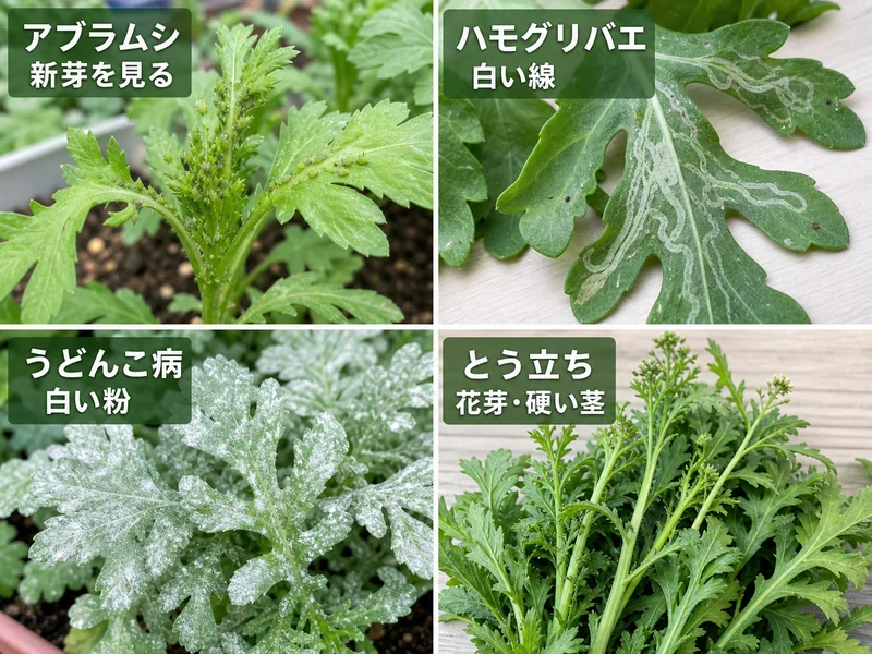 春菊のアブラムシ、ハモグリバエ、うどんこ病、とう立ちを比較した診断画像
