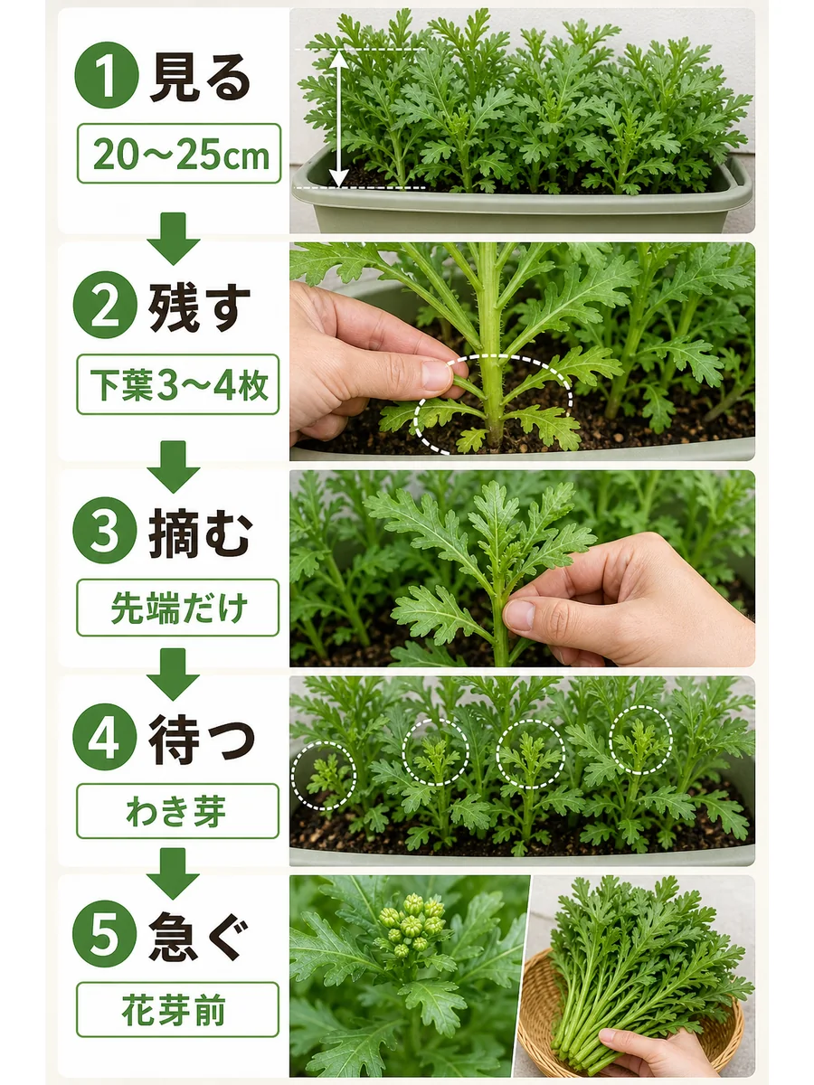 春菊の草丈確認、下葉残し、摘み取り、わき芽、花芽前収穫を示した判断画像