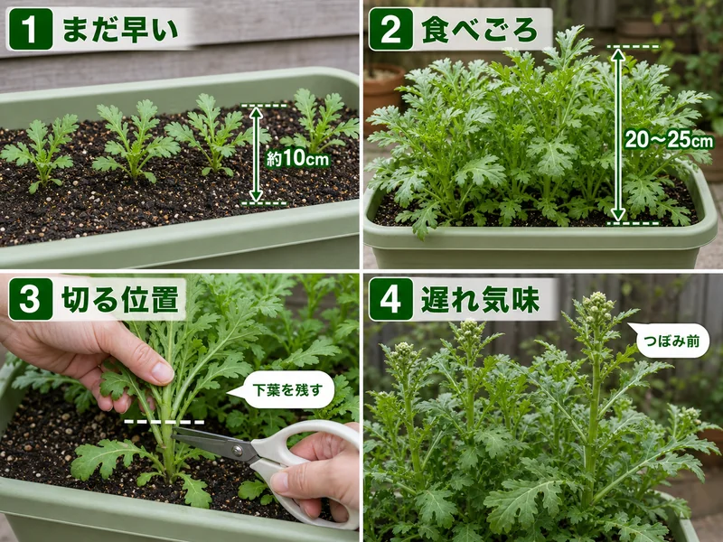 春菊のまだ早い、食べごろ、切る位置、遅れ気味を比較した収穫目安画像