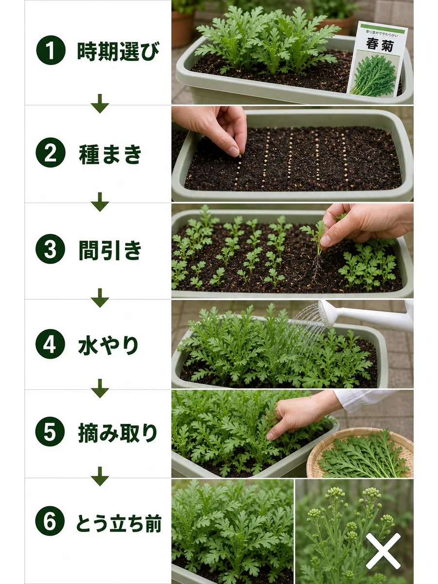 春菊の時期選び、種まき、間引き、水やり、摘み取り、とう立ち前をまとめた縦長画像