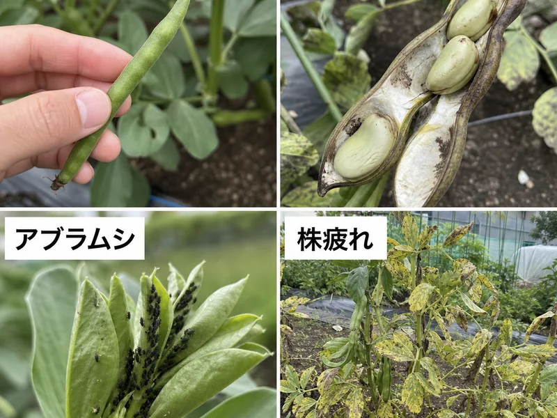 そら豆の収穫サインの収穫前後のトラブルを比較した画像