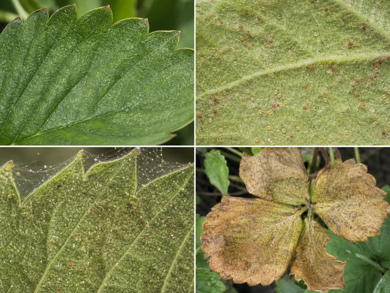 ハダニによる点状かすれ、葉裏の虫卵、細い糸、銅褐色の枯れの比較