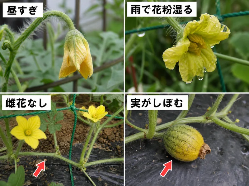 スイカ人工授粉の昼すぎ、雨で花粉が湿る、雌花なし、実がしぼむ失敗を比較した画像