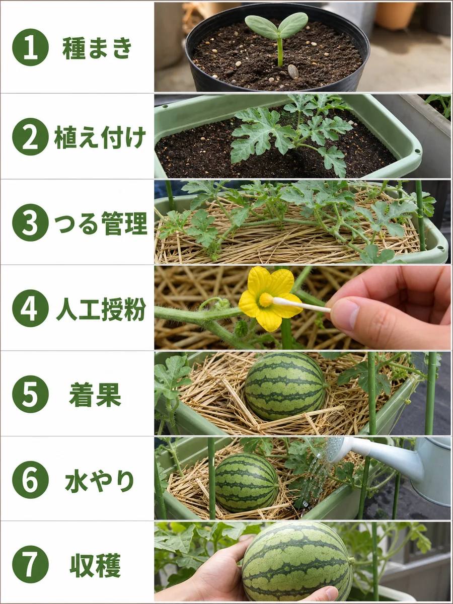 スイカの種まき、植え付け、つる管理、人工授粉、着果、水やり、収穫までの流れ
