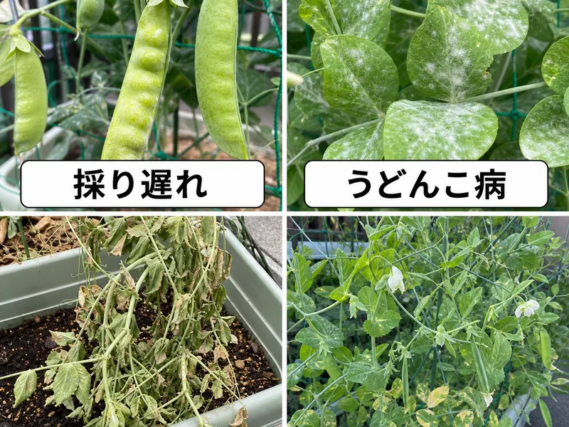 スナップエンドウの収穫期間の収穫前後のトラブルを比較した画像