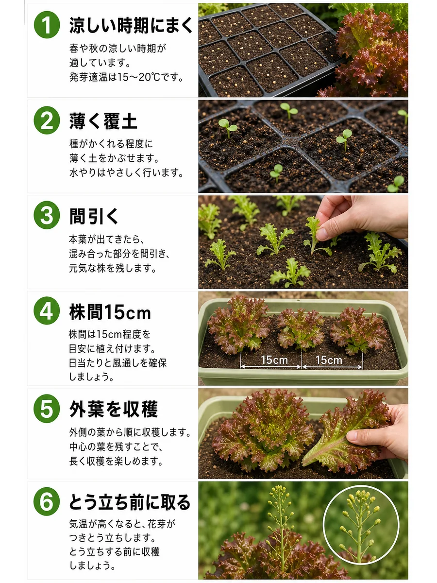 サニーレタスの涼しい時期にまく、薄く覆土、間引く、株間15cm、外葉を収穫、とう立ち前に取る手順