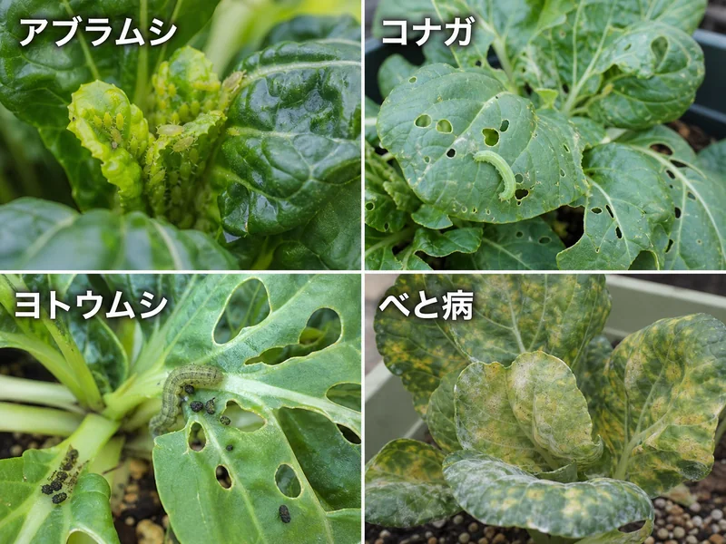 ターサイのアブラムシ、コナガ、ヨトウムシ、べと病をまとめた診断画像