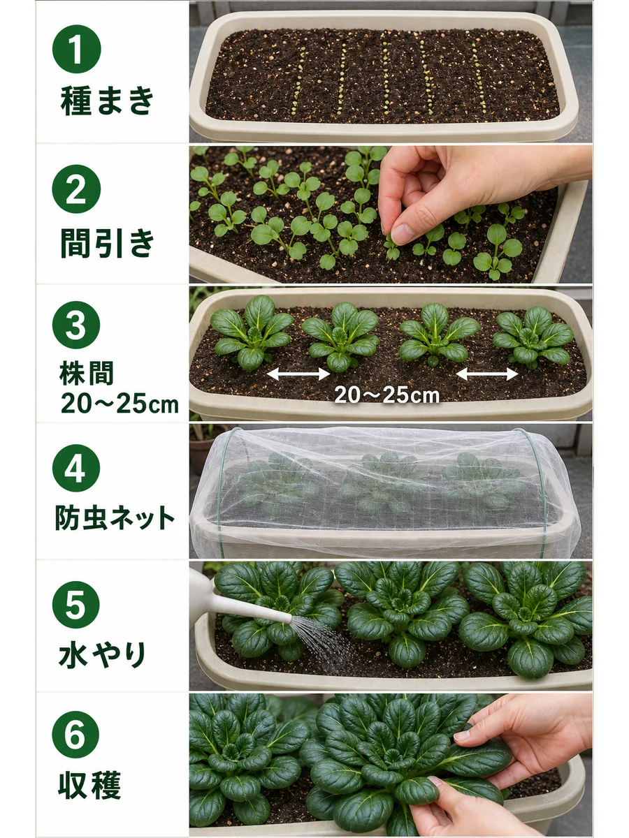 ターサイの種まき、間引き、株間、防虫ネット、水やり、収穫をまとめた縦長画像