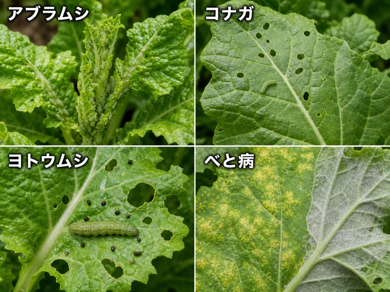 高菜のアブラムシ、コナガ、ヨトウムシ、べと病をまとめた診断画像