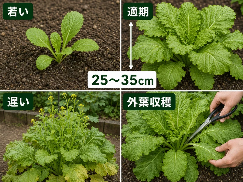 高菜の若い、適期、遅い、外葉収穫を比較した収穫目安画像