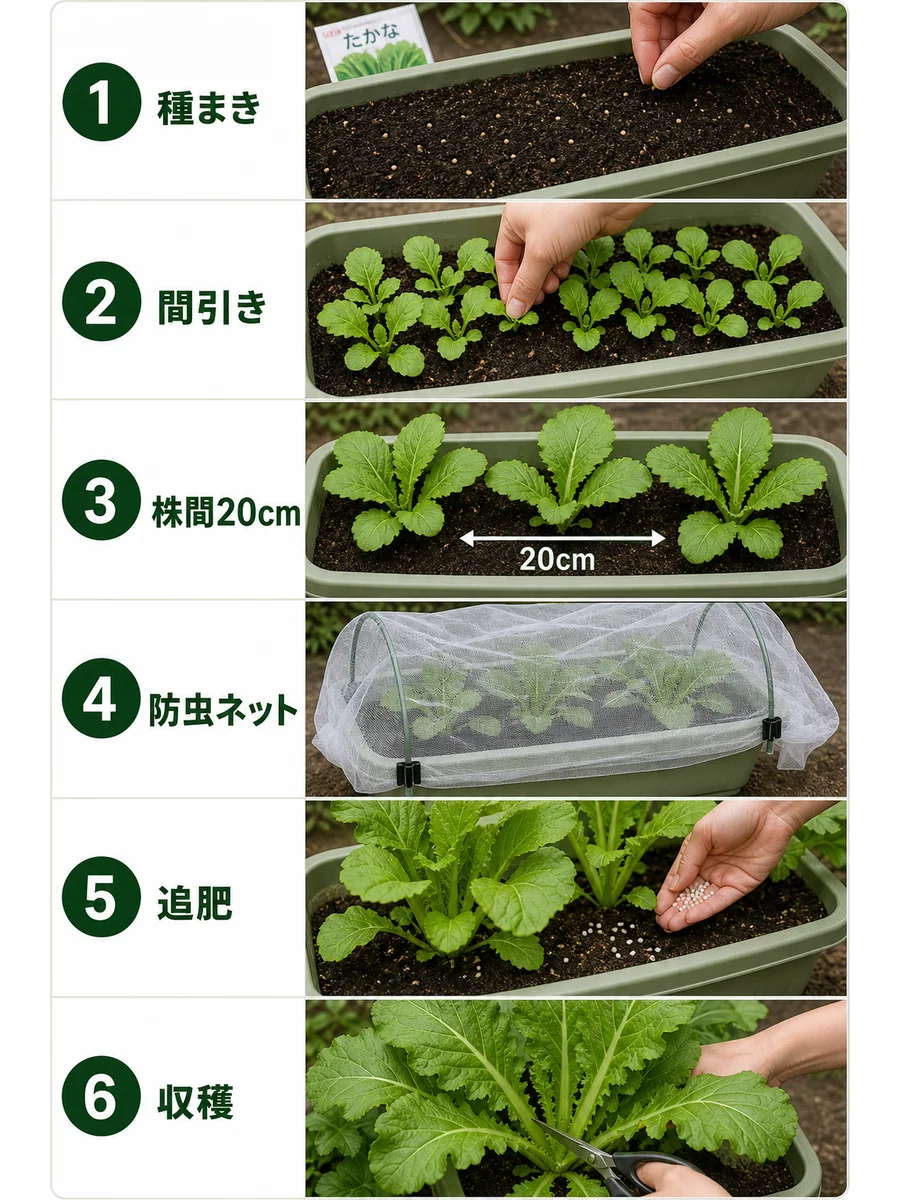 高菜の種まき、間引き、株間20cm、防虫ネット、追肥、収穫をまとめた縦長画像