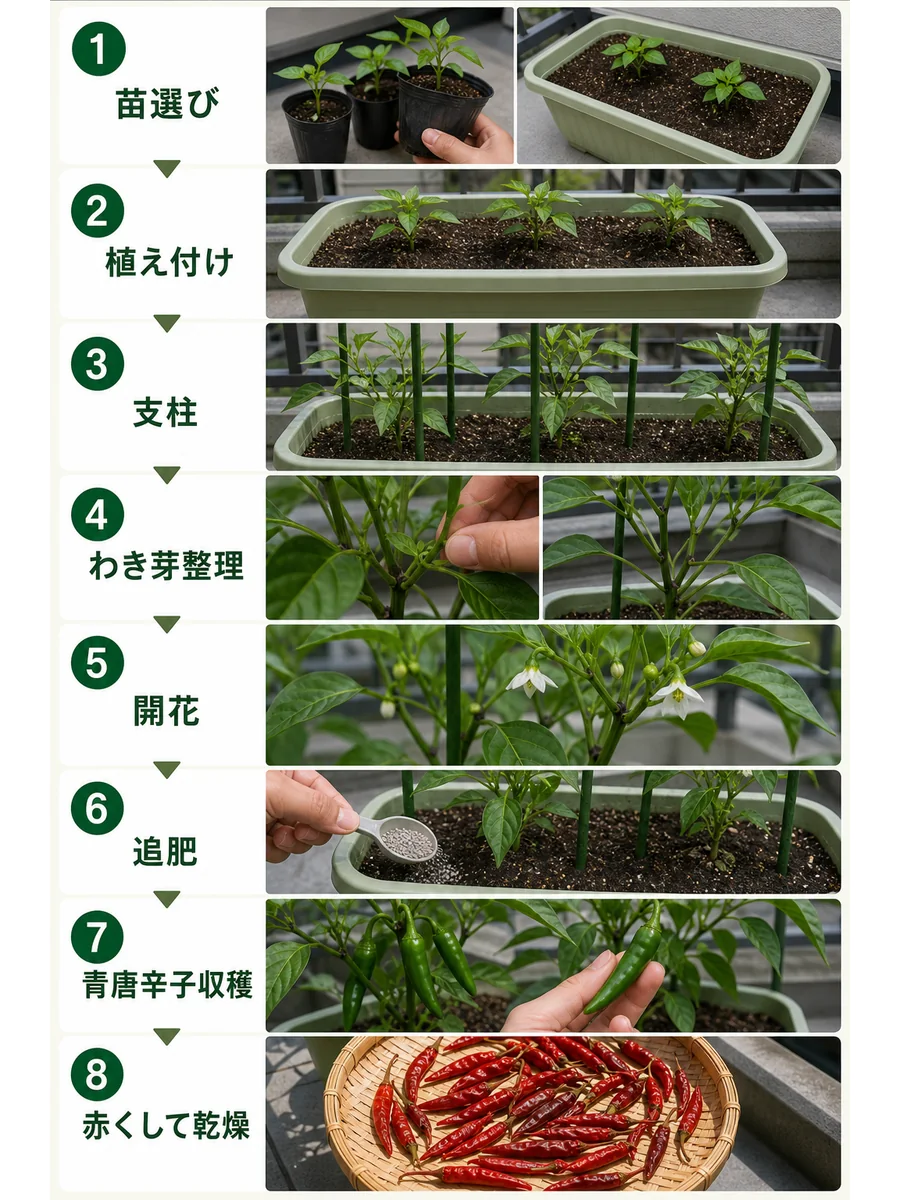 唐辛子の苗選び、植え付け、支柱、わき芽整理、開花、追肥、青唐辛子収穫、赤くして乾燥をまとめた縦長画像