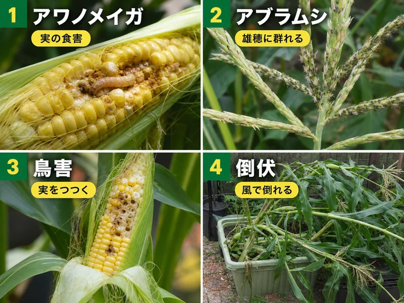 とうもろこしのアワノメイガ、アブラムシ、鳥害、倒伏をまとめた診断画像