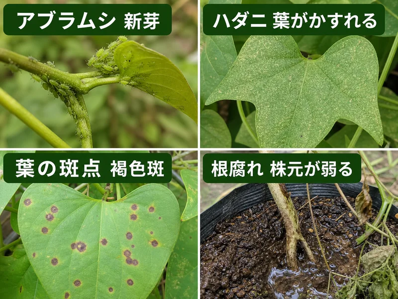 つくね芋のアブラムシ、ハダニ、葉の斑点、根腐れをまとめた診断画像