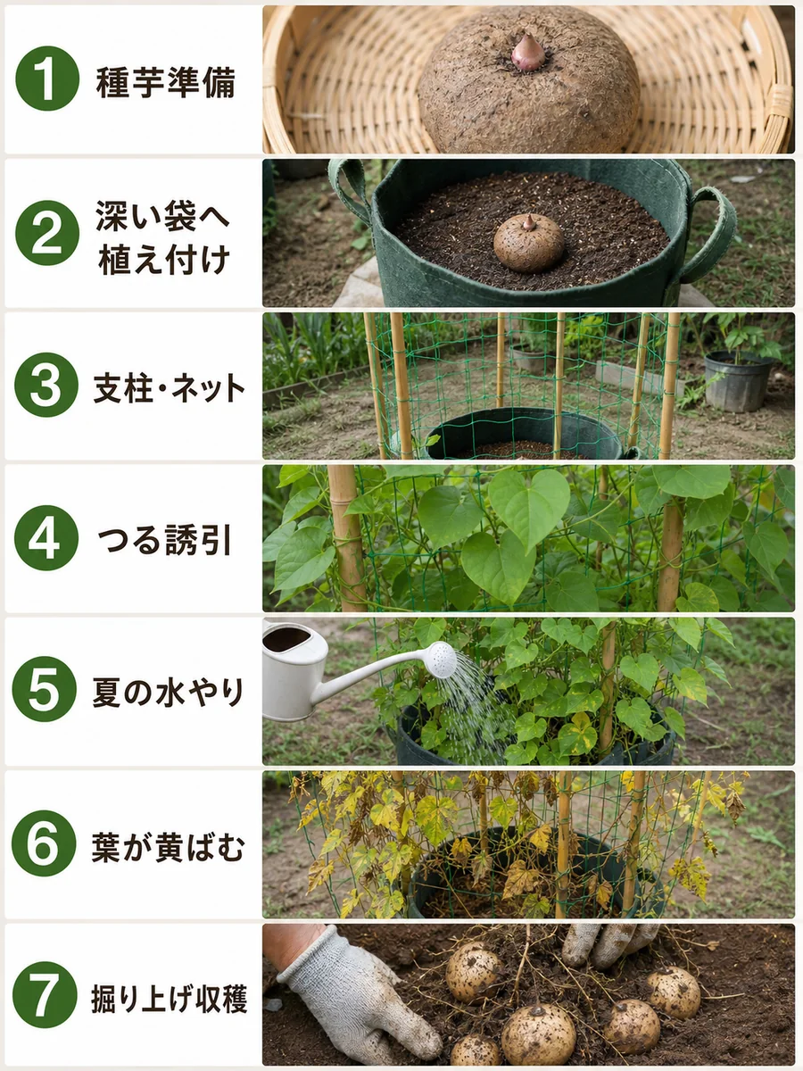 つくね芋の種芋準備、深い袋への植え付け、支柱とネット、つる誘引、夏の水やり、葉の黄ばみ、掘り上げ収穫をまとめた縦長画像