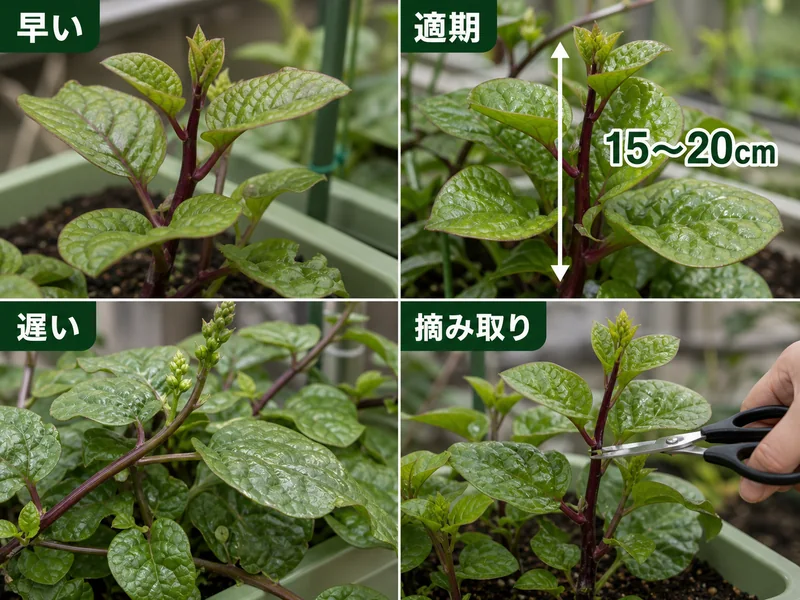 つるむらさきの早い、適期、遅い、摘み取りを比較した収穫目安画像
