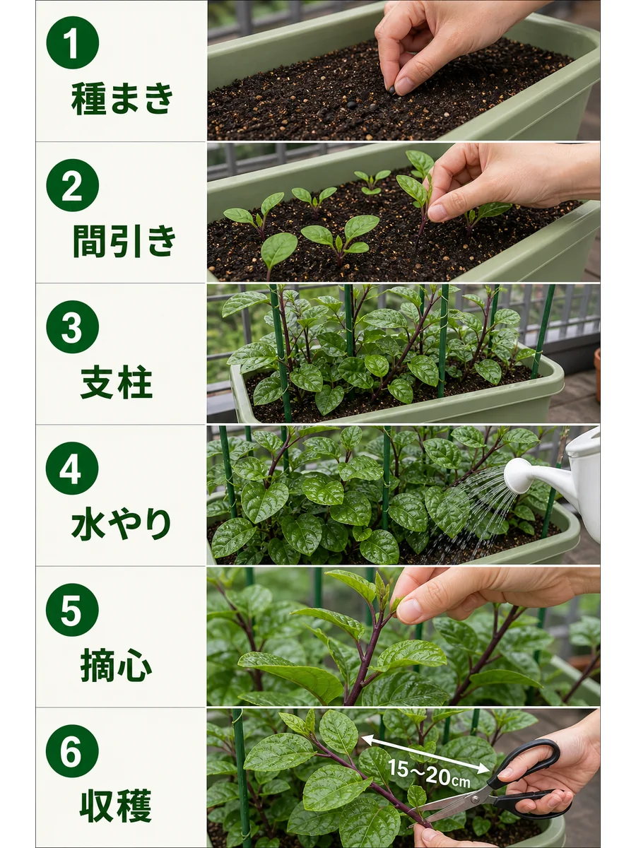 つるむらさきの種まき、間引き、支柱、水やり、摘心、収穫をまとめた縦長画像