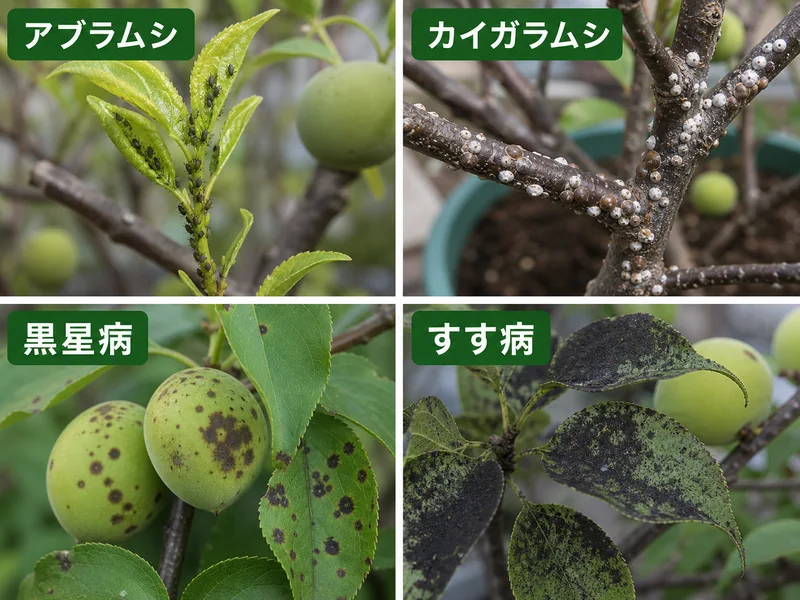 梅のアブラムシ、カイガラムシ、黒星病、すす病をまとめた診断画像