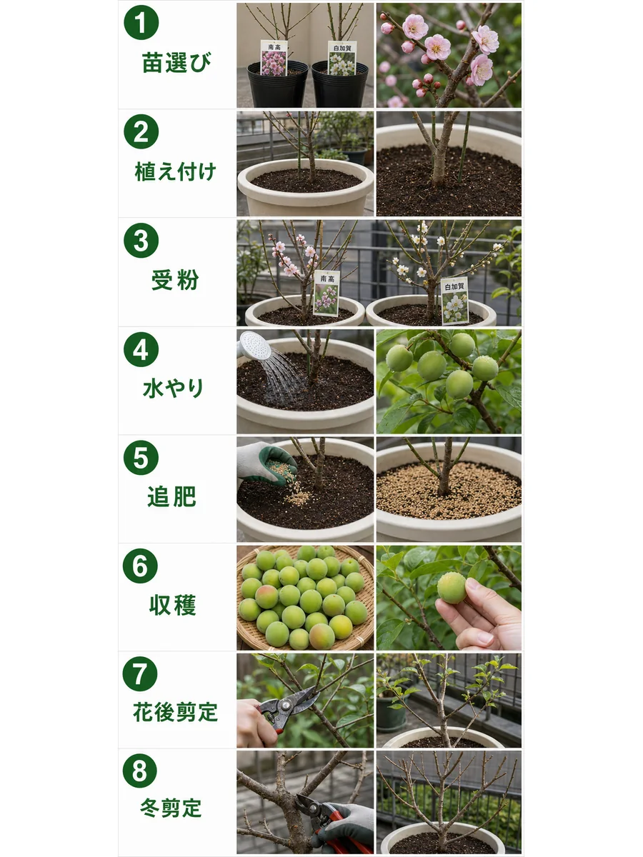 梅の苗選び、植え付け、受粉、水やり、追肥、収穫、花後剪定、冬剪定をまとめた縦長画像