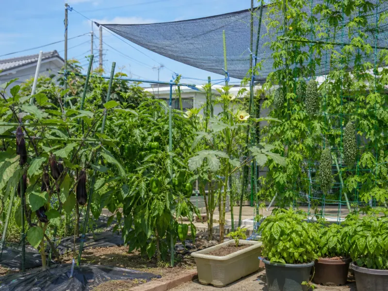 遮光と支柱を使う暖地の夏野菜菜園