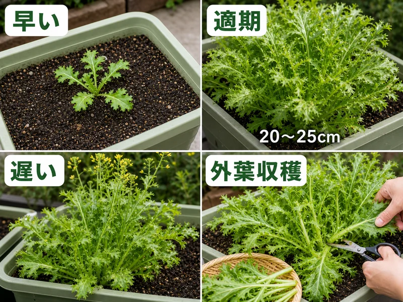 わさび菜の早い、適期、遅い、外葉収穫を比較した収穫目安画像