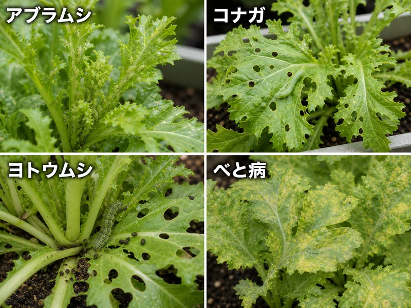 わさび菜のアブラムシ、コナガ、ヨトウムシ、べと病をまとめた診断画像