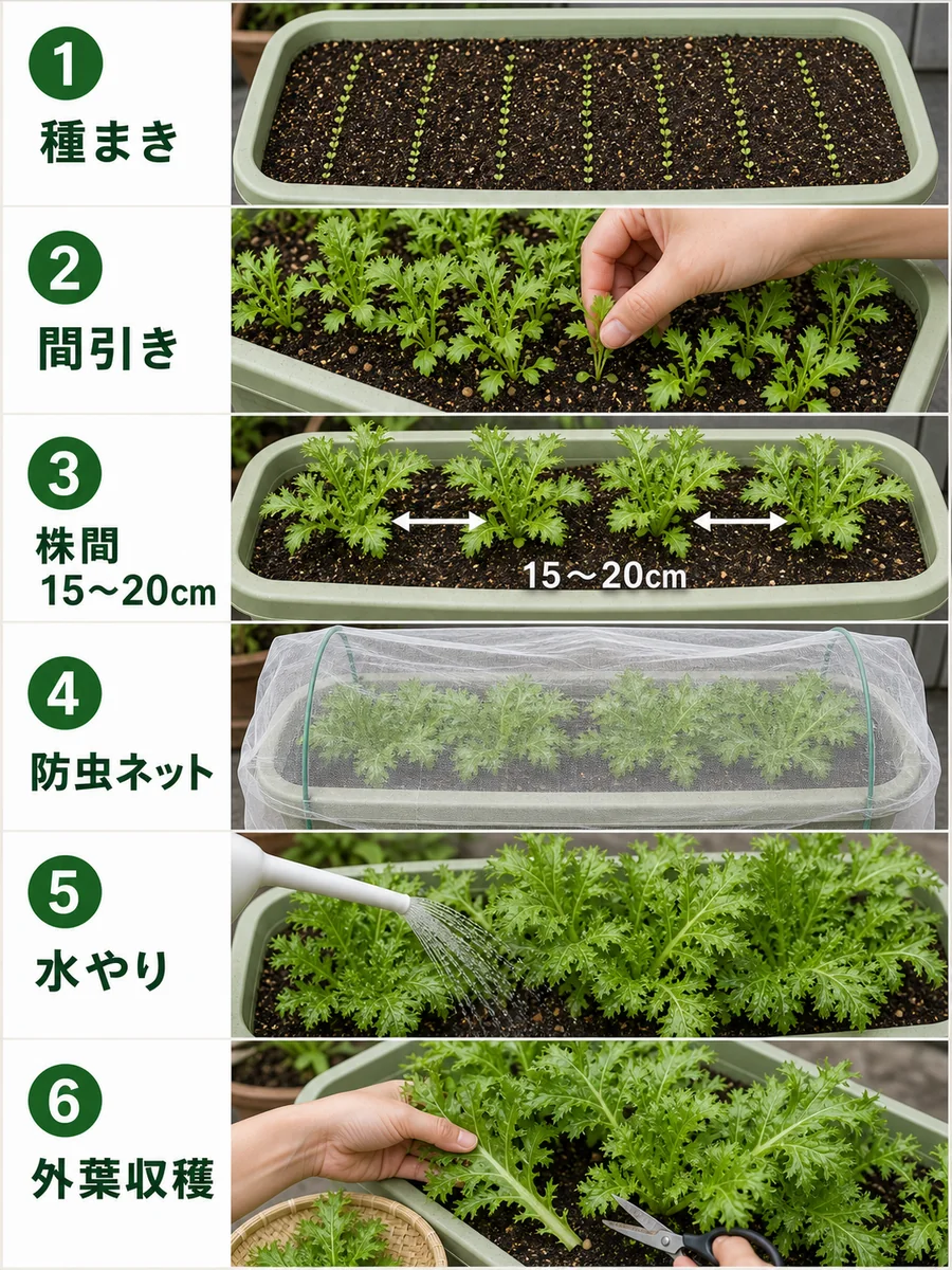 わさび菜の種まき、間引き、株間、防虫ネット、水やり、外葉収穫をまとめた縦長画像
