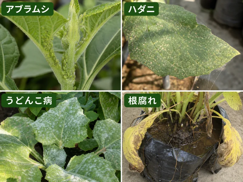 ヤーコンのアブラムシ、ハダニ、うどんこ病、根腐れをまとめた診断画像