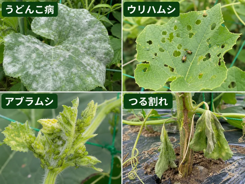 夕顔のうどんこ病、ウリハムシ、アブラムシ、つる割病をまとめた診断画像