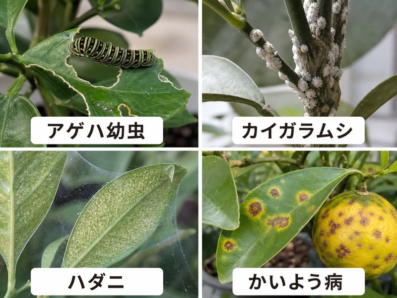 ゆずのアゲハ幼虫、カイガラムシ、ハダニ、かいよう病を見分ける画像