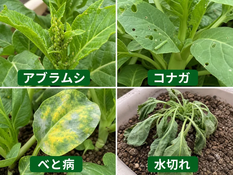 ザーサイのアブラムシ、コナガ、べと病、水切れをまとめた診断画像