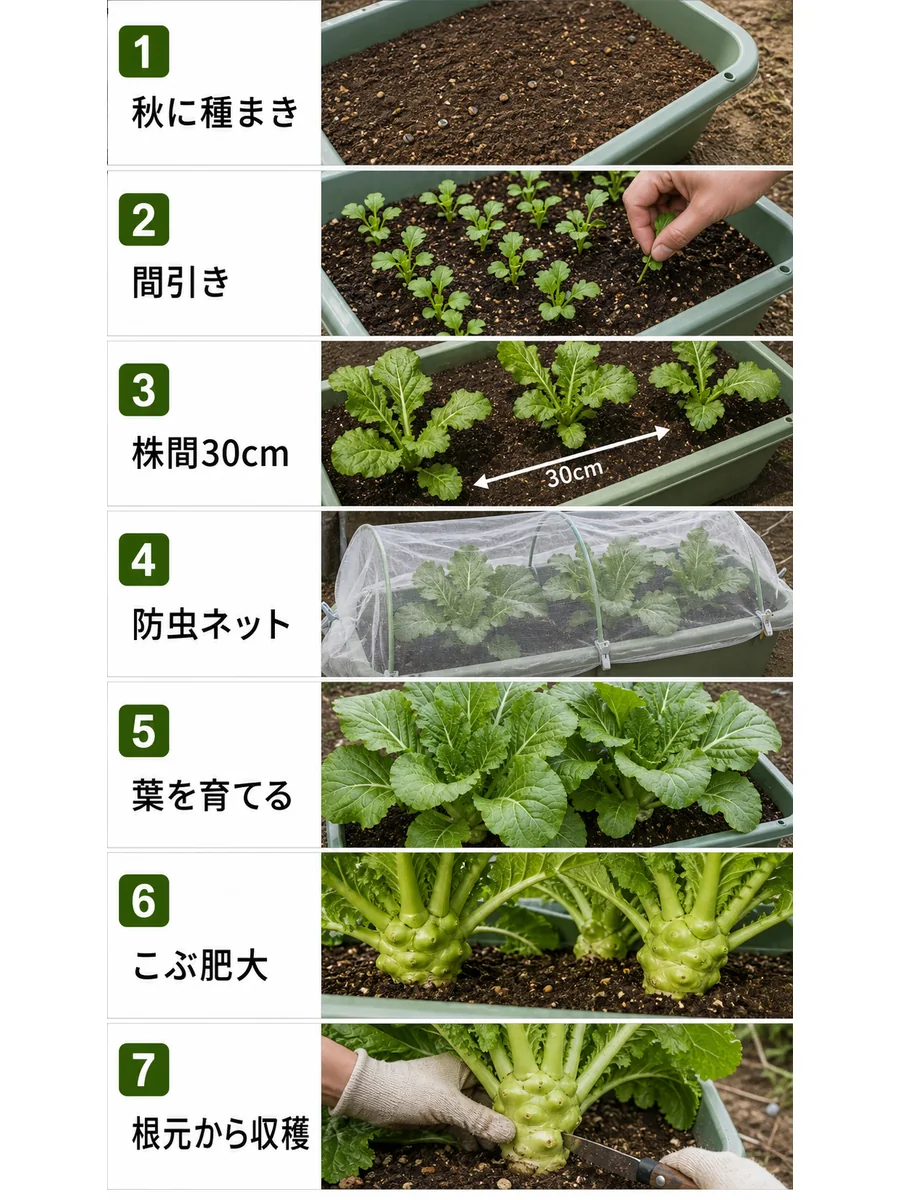 ザーサイの秋まき、間引き、株間30cm、防虫ネット、葉を育てる、こぶ肥大、収穫をまとめた縦長画像