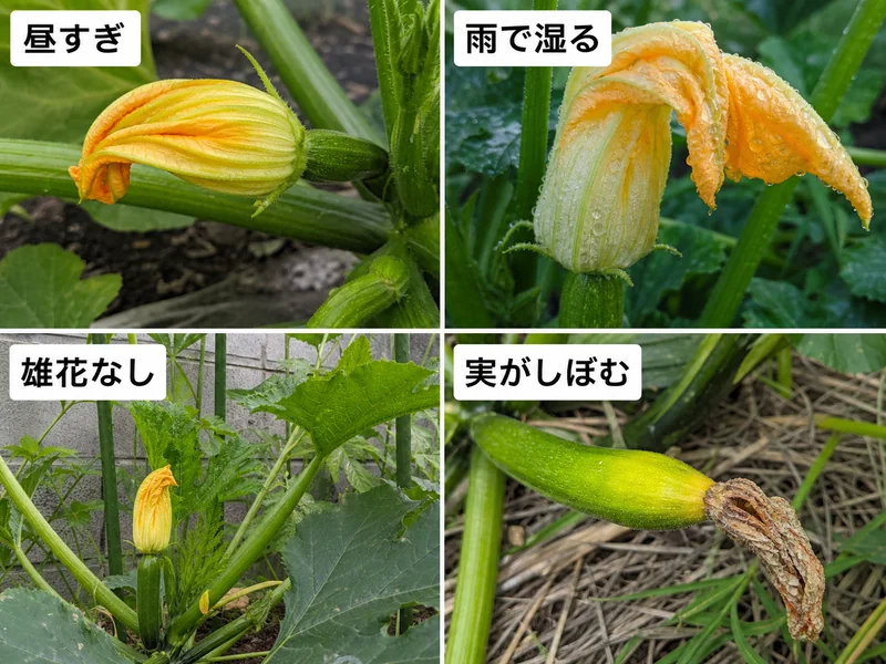 ズッキーニ人工授粉の昼すぎ、雨で湿る、雄花なし、実がしぼむ失敗を比較した画像