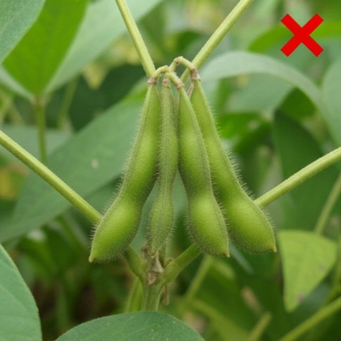 若莢・未熟期の状態