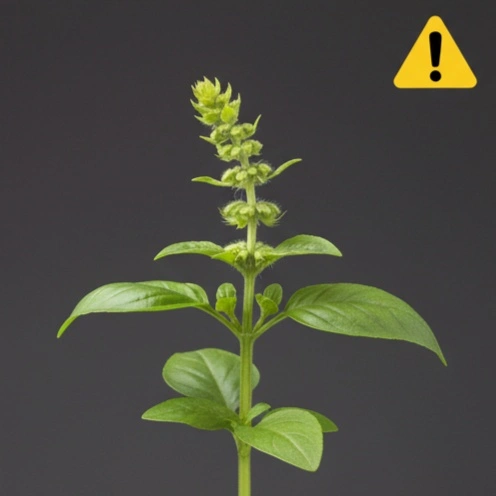 花芽処理必要の状態