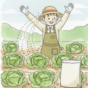 結球開始期の追肥管理